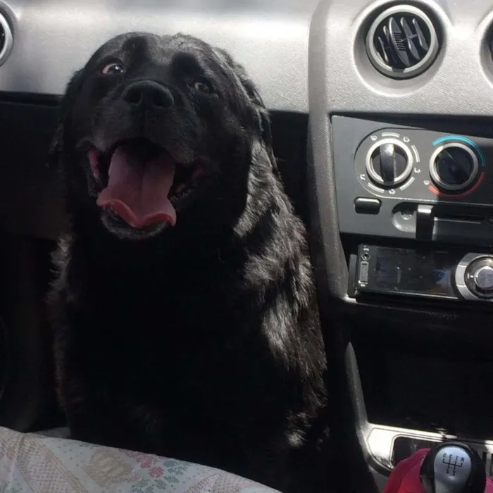 Cachorro ra a SRD idade 5 anos nome sem nome