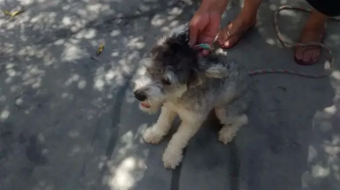 Cachorro ra a poodle idade 7 a 11 meses nome Princesa Leia