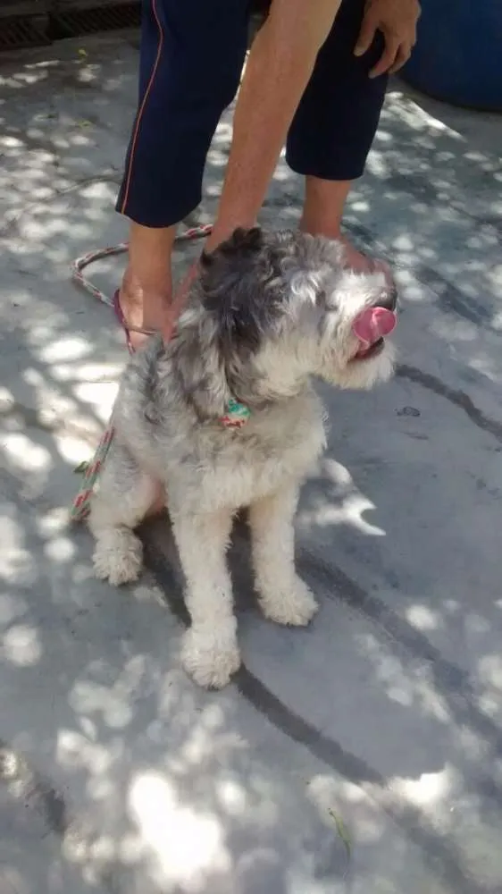Cachorro ra a poodle idade 7 a 11 meses nome Princesa Leia