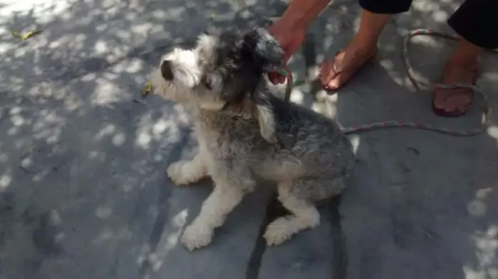 Cachorro ra a poodle idade 7 a 11 meses nome Princesa Leia