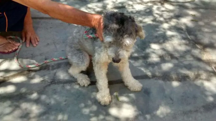 Cachorro ra a poodle idade 7 a 11 meses nome Princesa Leia