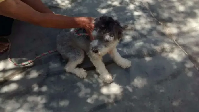 Cachorro ra a poodle idade 7 a 11 meses nome Princesa Leia