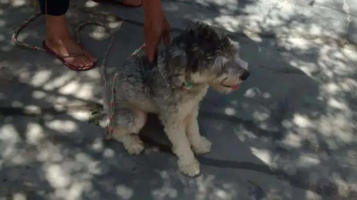 Cachorro ra a poodle idade 7 a 11 meses nome Princesa Leia