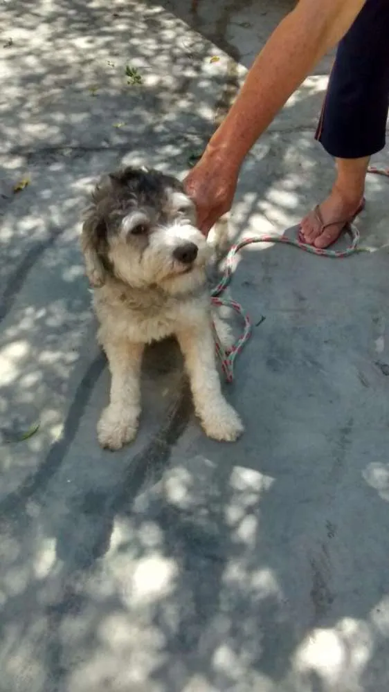 Cachorro ra a poodle idade 7 a 11 meses nome Princesa Leia