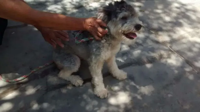 Cachorro ra a poodle idade 7 a 11 meses nome Princesa Leia