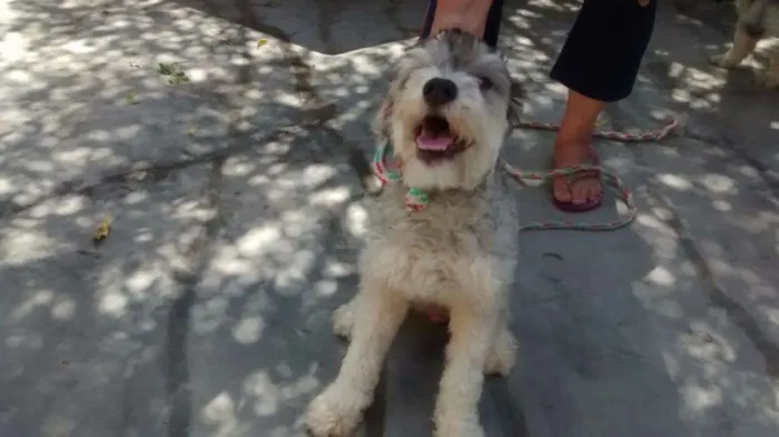 Cachorro ra a poodle idade 7 a 11 meses nome Princesa Leia
