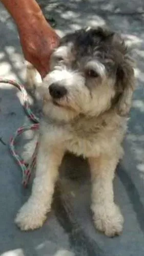 Cachorro ra a poodle idade 7 a 11 meses nome Princesa Leia