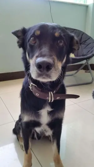 Cachorro raça vira lata idade 4 anos nome seedorf 