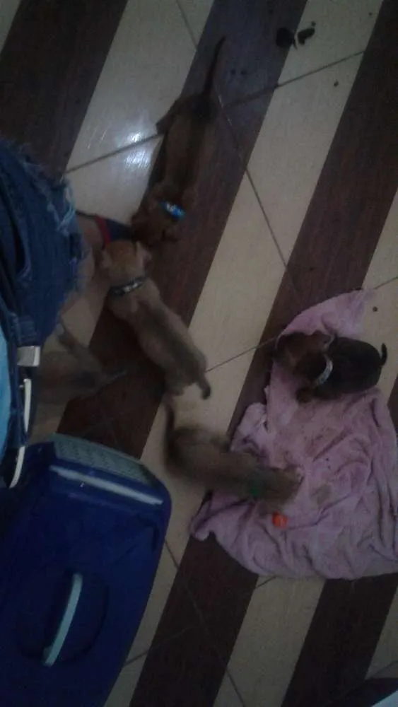 Cachorro ra a  idade 2 a 6 meses nome Cachorrinhos 