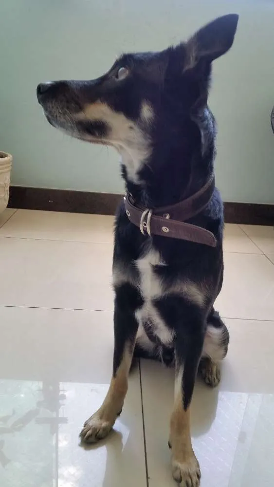 Cachorro raça vira lata idade 4 anos nome seedorf 