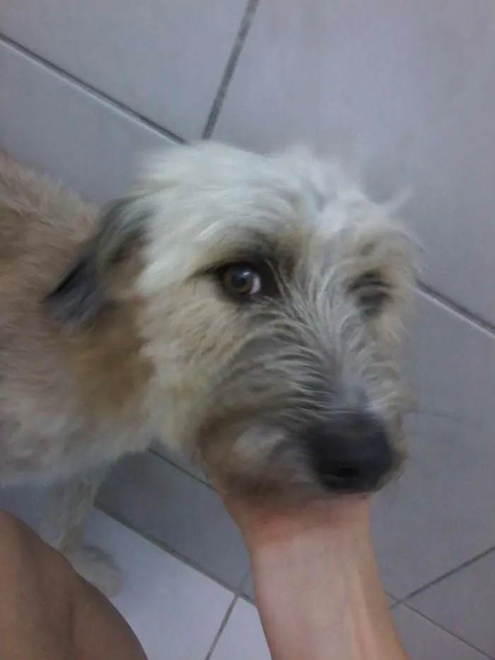 Cachorro raça poodle com maltes idade 1 ano nome Chiclete