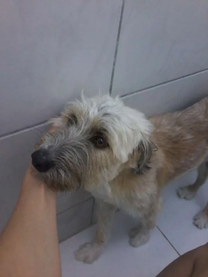 Cachorro raça poodle com maltes idade 1 ano nome Chiclete