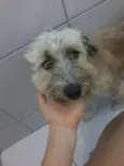 Chiclete