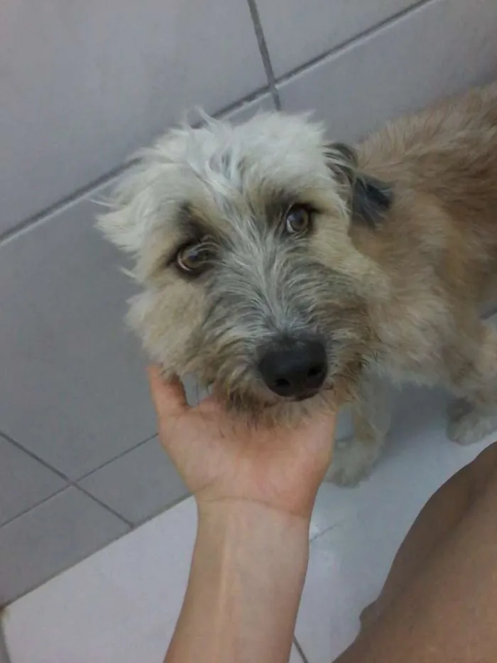 Cachorro raça poodle com maltes idade 1 ano nome Chiclete
