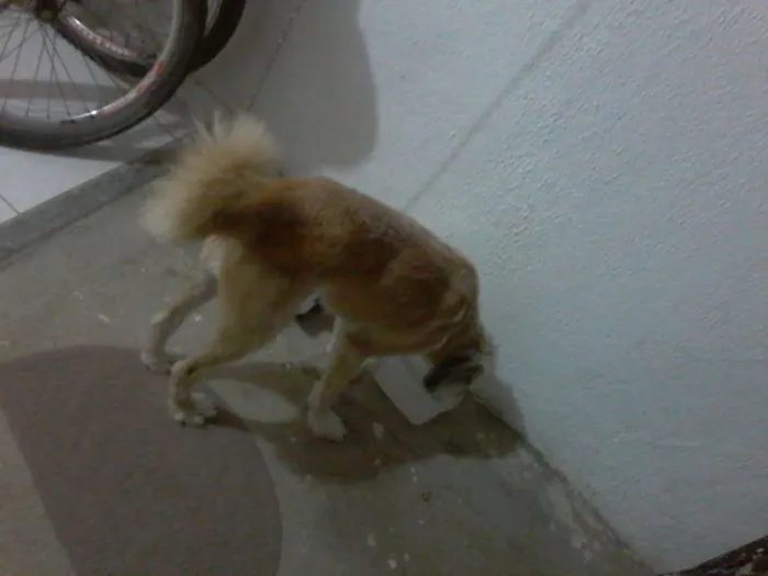 Cachorro raça poodle com maltes idade 1 ano nome Chiclete