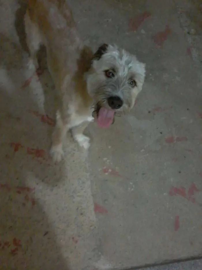 Cachorro raça poodle com maltes idade 1 ano nome Chiclete