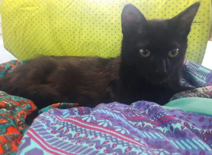 Gato ra a SRD idade 2 a 6 meses nome Uli
