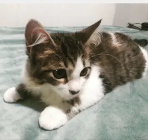 Gato raça SRD idade 2 a 6 meses nome Chloe 