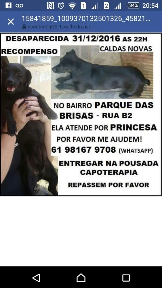 Cachorro ra a Vira-lata  idade 1 ano nome Princesa 