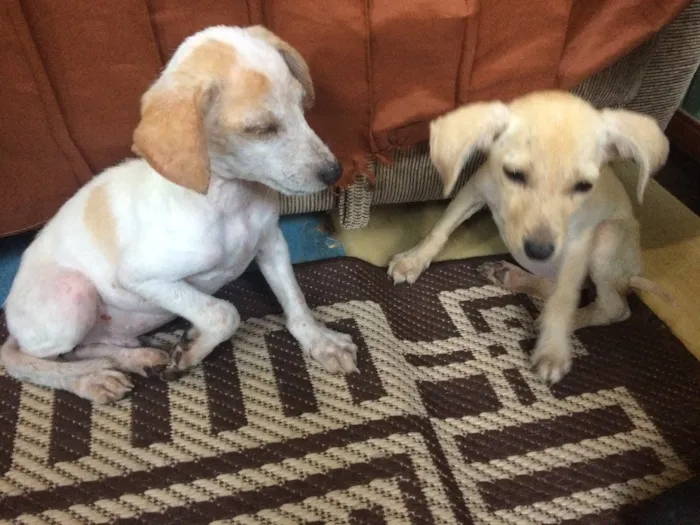 Cachorro ra a Sem raça definida idade 2 a 6 meses nome Herói e Vitória 