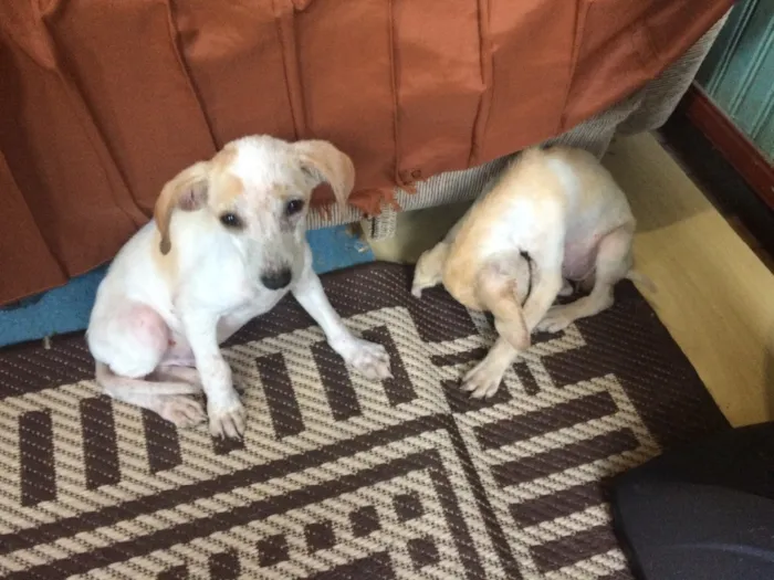 Cachorro ra a Sem raça definida idade 2 a 6 meses nome Herói e Vitória 