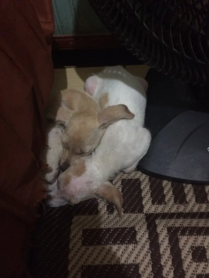 Cachorro ra a Sem raça definida idade 2 a 6 meses nome Herói e Vitória 