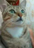 Fofinho