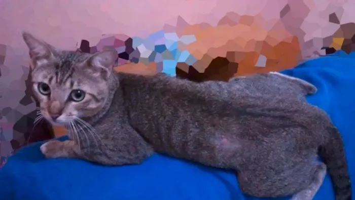 Gato raça vira lata idade 2 a 6 meses nome Fofinho