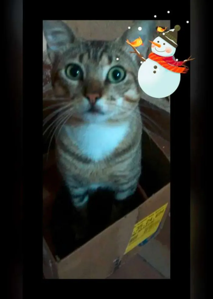 Gato raça vira lata idade 2 a 6 meses nome Fofinho