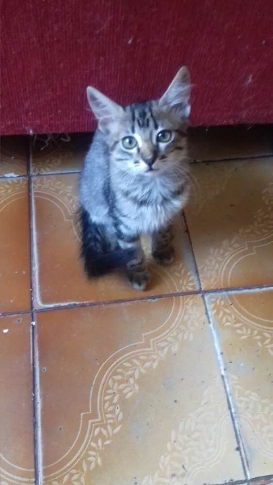 Gato ra a Vira - lata idade 2 a 6 meses nome Não possui nomes