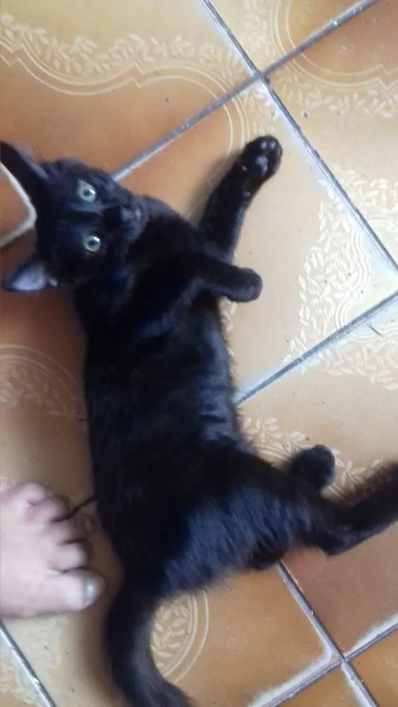 Gato ra a Vira - lata idade 2 a 6 meses nome Não possui nomes