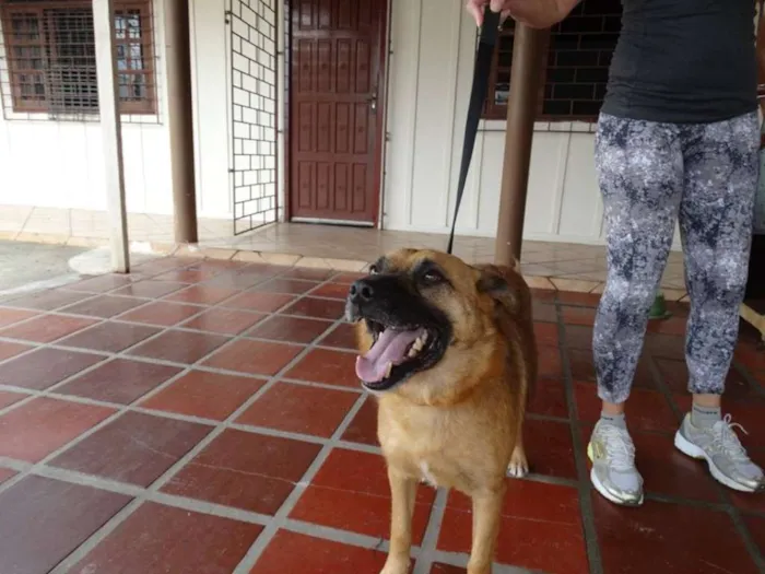 Cachorro ra a SRD idade 4 anos nome Lobinho