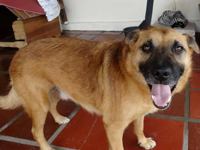 Cachorro ra a SRD idade 4 anos nome Lobinho