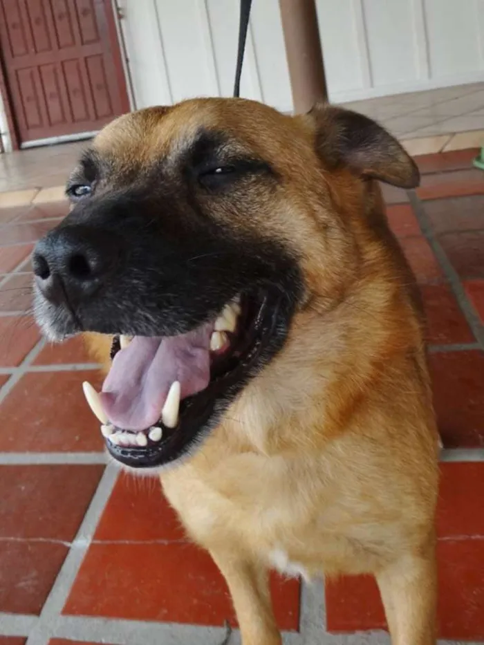 Cachorro ra a SRD idade 4 anos nome Lobinho