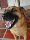 Lobinho