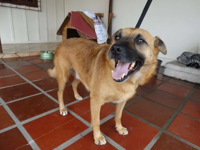 Cachorro ra a SRD idade 4 anos nome Lobinho