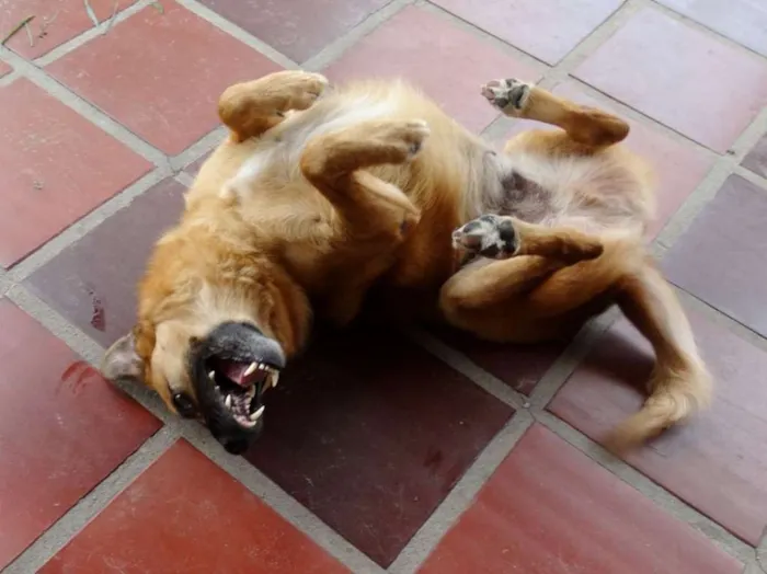 Cachorro ra a SRD idade 4 anos nome Lobinho