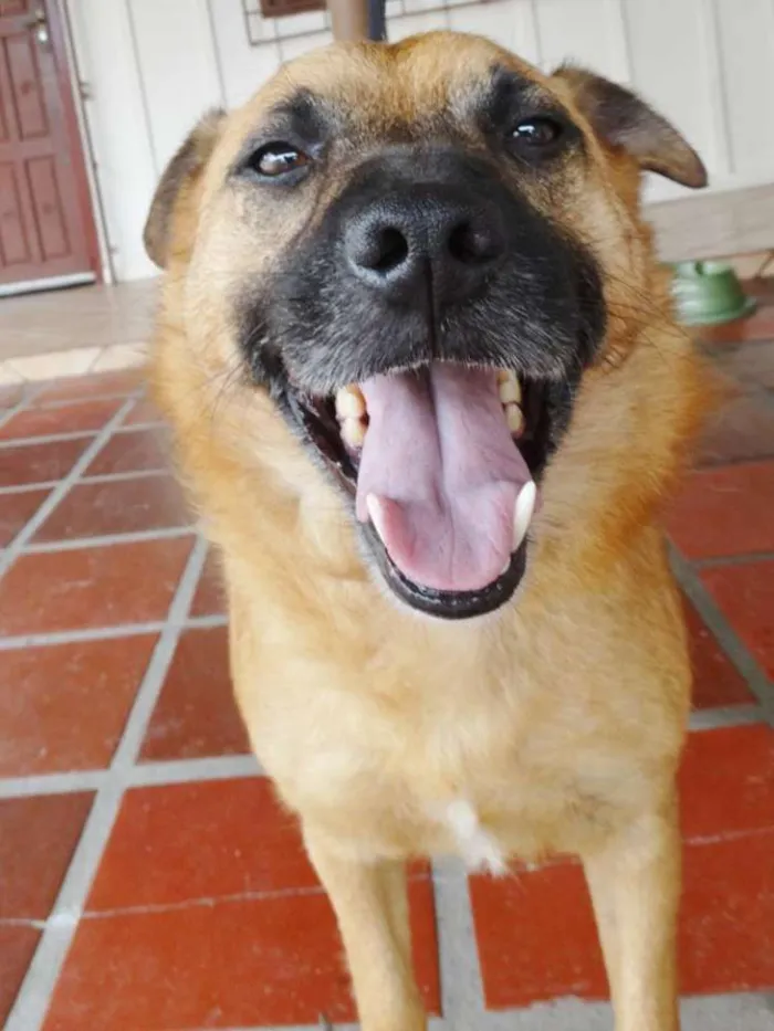 Cachorro ra a SRD idade 4 anos nome Lobinho