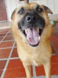 Lobinho