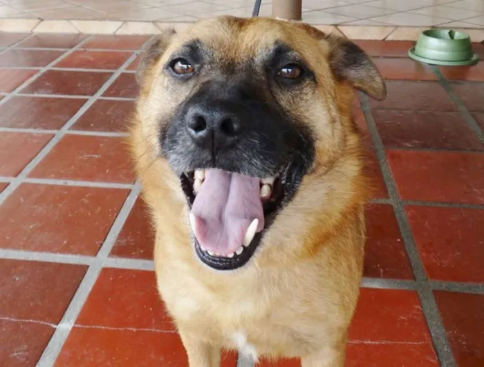 Cachorro ra a SRD idade 4 anos nome Lobinho