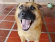 Lobinho