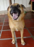 Lobinho