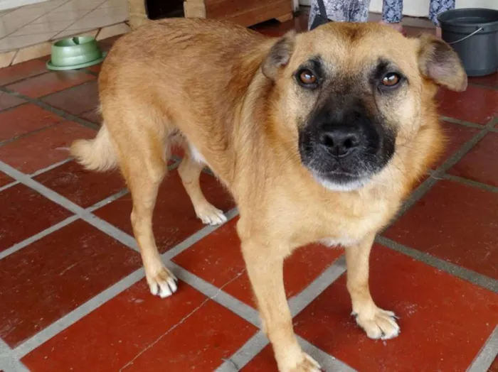 Cachorro ra a SRD idade 4 anos nome Lobinho