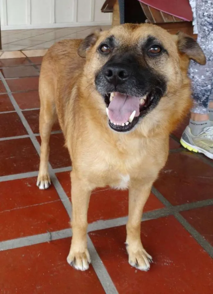 Cachorro ra a SRD idade 4 anos nome Lobinho