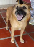 Lobinho