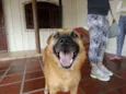 Lobinho