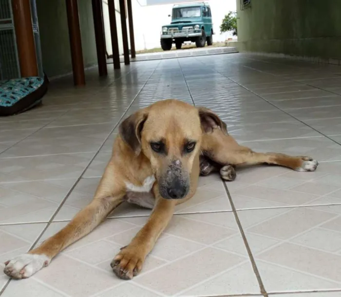 Cachorro ra a SRD idade 2 anos nome Lorenzo