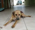 Lorenzo