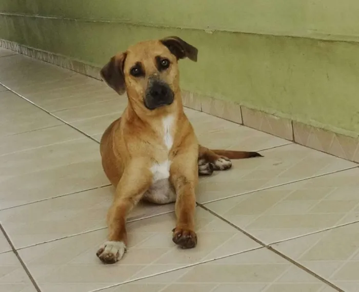 Cachorro ra a SRD idade 2 anos nome Lorenzo