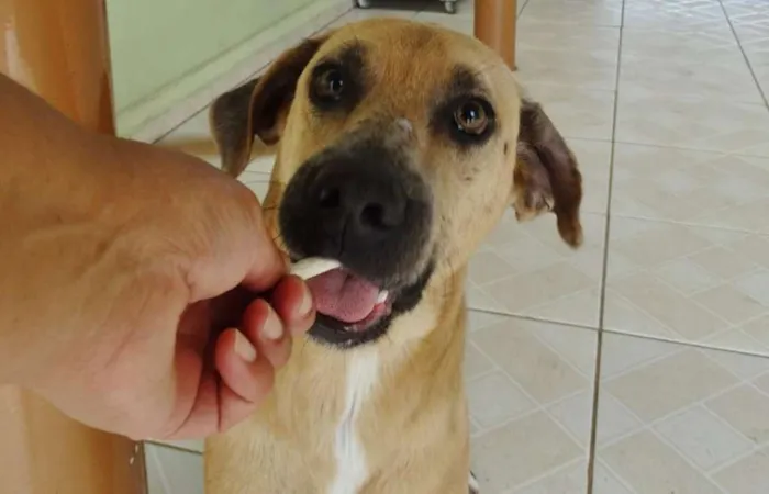 Cachorro ra a SRD idade 2 anos nome Lorenzo